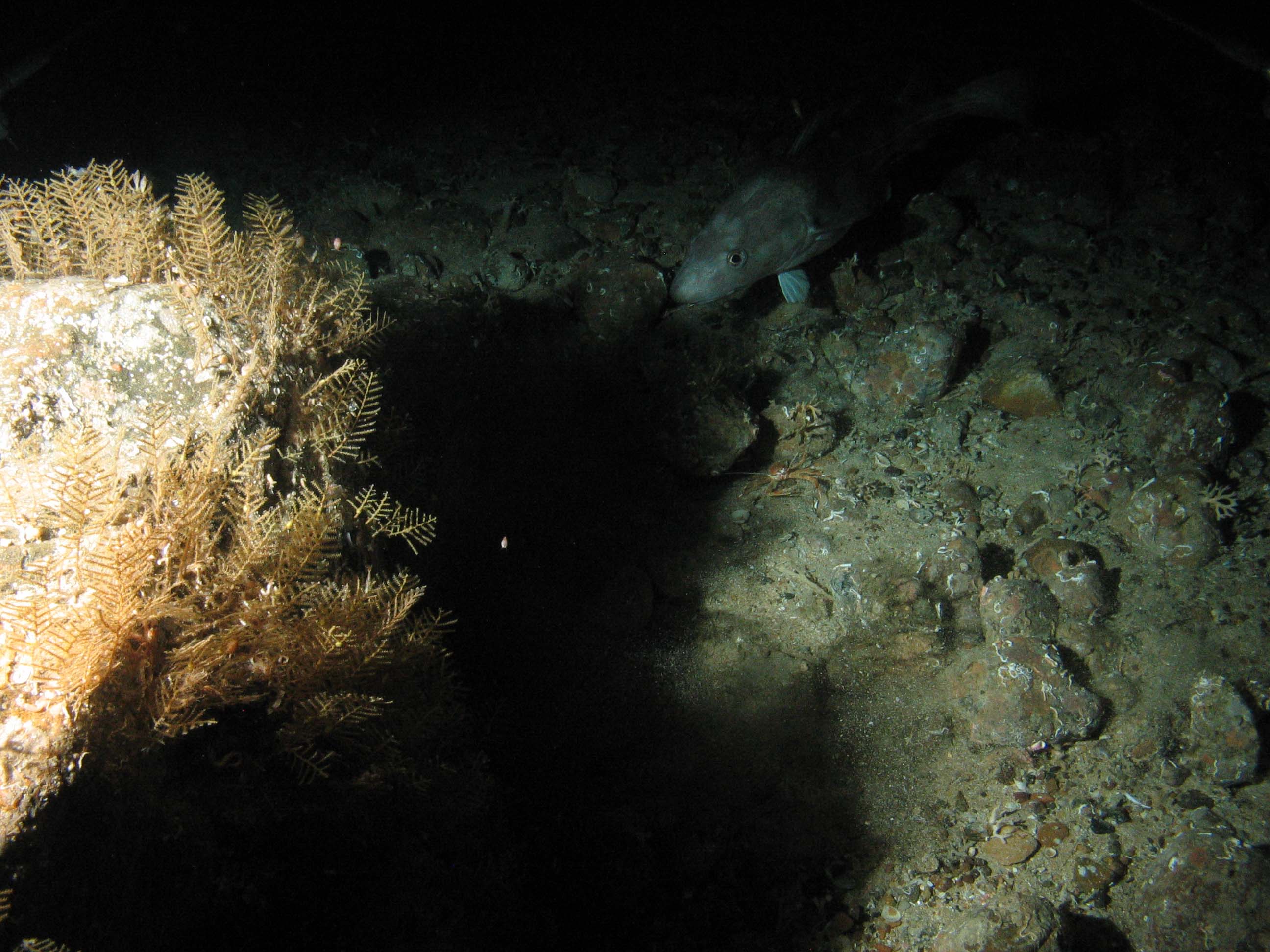 Close up of a boulder covered with corals on the seabed with a hiding fish at Geikie Slide and Hebridean Slope MPA (©JNCC/Marine Scotland Science)