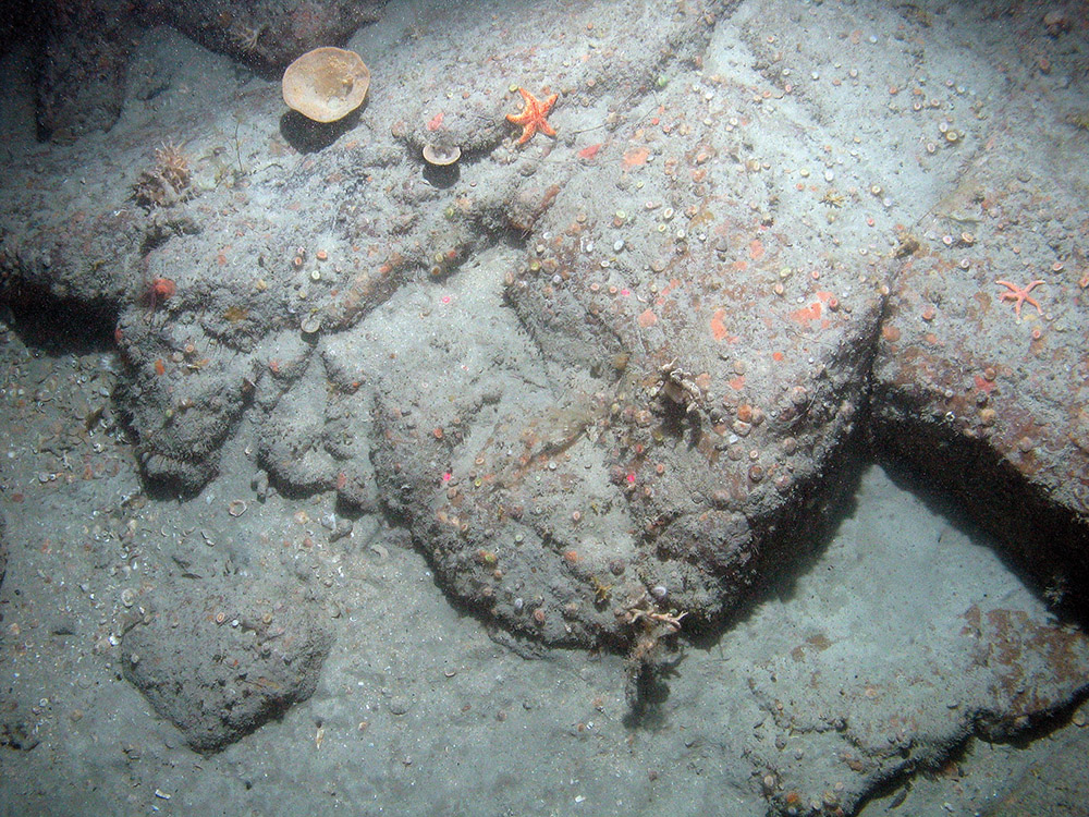 Image of bedrock fauna at Haig Fras SAC including starfish, cup corals and sponges (@ JNCC/Cefas)