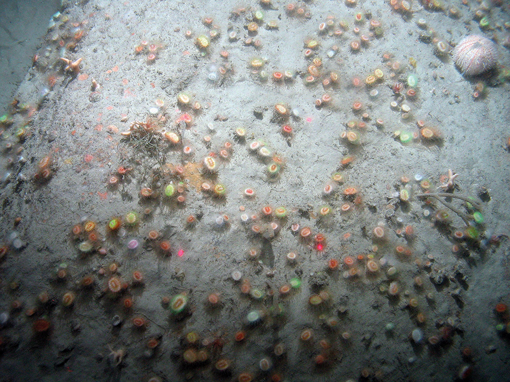 Close up of silty bedrock at Haig Fras SAC showing colourful Devonshire cup corals and an urchin (©JNCC/Cefas)