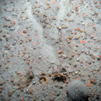 Image of Devonshire cup corals and sponges on silty bedrock at Haig Fras SAC (©JNCC/Cefas)