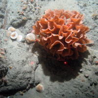 Close up of a ross coral (Pentapora foliacea) with other biota including Devonshire cup corals at Haig Fras SAC (©JNCC/Cefas)
