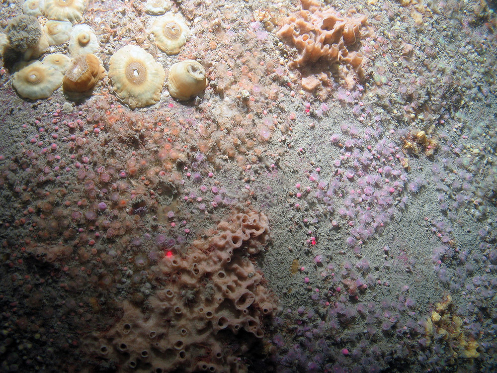 Close up of bedrock at Haig Fras SAC, showing plumose anemones (Metridium senile), jewel anemones (Corynactis viridis) and the sponge Halicliona viscosa (©JNCC/Cefas)