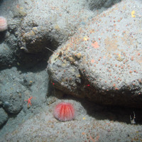 Common sea urchins (Echinus esculentus) on rock with encrusting sponges and jewel anemones (Corynactis viridis) at Haig Fras SAC ©JNCC/Cefas