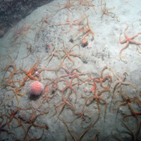 Image of common brittle stars (Ophiothrix fragilis) and the sea urchin (Echinus esculentus) on silty bedrock at Haig Fras SAC (©JNCC/Cefas)