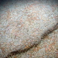Close up of common brittle stars (Ophiothrix fragilis) on bedrock at Haig Fras SAC (©JNCC/Cefas)