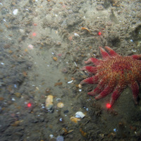Close up of a common sunstar (Crossaster papposus) on sediment at Haisborough, Hammond and Winterton SAC (©JNCC/NE/Cefas)
