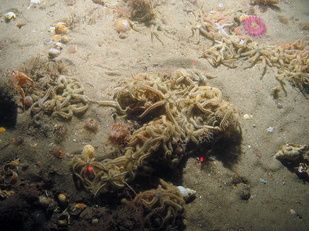 Image of a group of common brittlestars (Ophiothrix fragilis) on sand with anemones at Haisborough, Hammond and Winterton SAC (©JNCC/NE/Cefas)