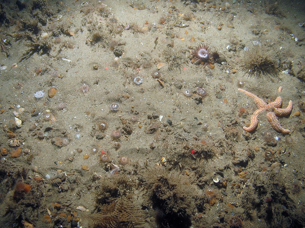 Sand and gravel seabed at Haisborough, Hammond and Winterton SAC with anemones, sponge, hydroids and the common starfish (© JNCC/NE/Cefas)
