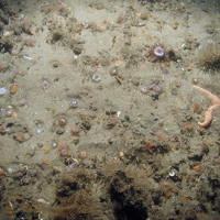 Sand and gravel seabed at Haisborough, Hammond and Winterton SAC with anemones, sponge, hydroids and the common starfish (© JNCC/NE/Cefas)