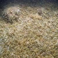 Mass of common brittlestars (Ophiothrix fragilis) at Haisborough, Hammond and Winterton SAC (© JNCC/NE/Cefas)