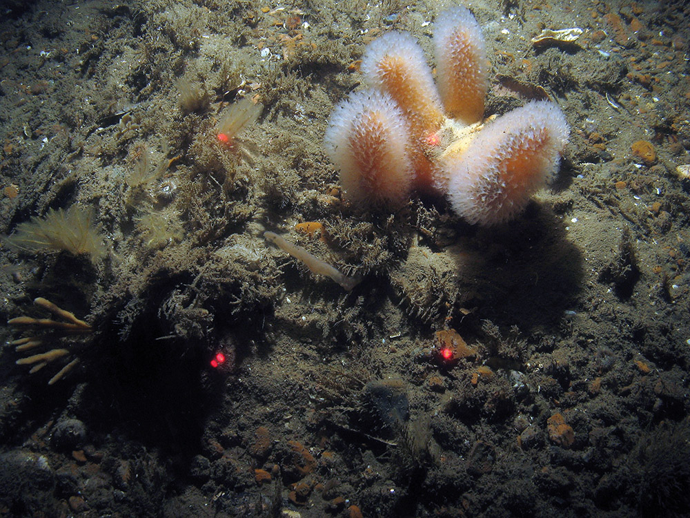 A close up of the seabed at Haisborough, Hammond and Winterton SAC, showing a branched sponge, antenna hydroid (Nemertesia sp.), the hydroid Sertularia cupressina, dead man's fingers (Alcyonium digitatum) and the finger bryozoan Alcyonidium diphanum on pebbles (© JNCC/NE/Cefas)