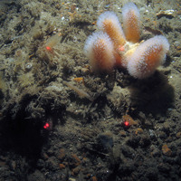 A close up of the seabed at Haisborough, Hammond and Winterton SAC, showing a branched sponge, antenna hydroid (Nemertesia sp.), the hydroid Sertularia cupressina, dead man's fingers (Alcyonium digitatum) and the finger bryozoan Alcyonidium diphanum on pebbles (© JNCC/NE/Cefas)