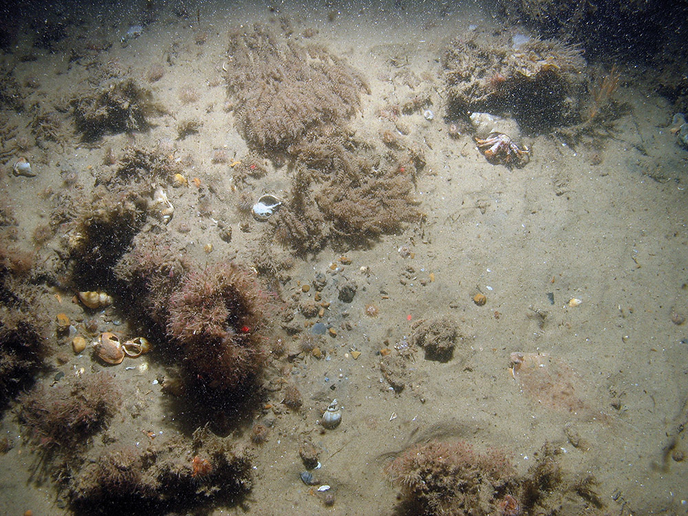 Image of the seabed at Haisborough, Hammond and Winterton SAC showing growths of the hydroid Sertularia cupressina, branched oaten pipes hydroid (Tubularia larynx), the hermit crab (Pagurus bernhardus) and a flat fish (Pleuronectiformes) (© JNCC/NE/Cefas)