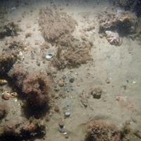 Image of the seabed at Haisborough, Hammond and Winterton SAC showing growths of the hydroid Sertularia cupressina, branched oaten pipes hydroid (Tubularia larynx), the hermit crab (Pagurus bernhardus) and a flat fish (Pleuronectiformes) (© JNCC/NE/Cefas)