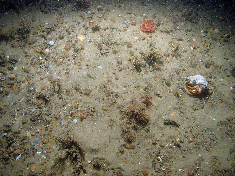 Image of anemones in sand and gravel sediment at Haisborough, Hammond and Winterton SAC, with hydroids and the hermit crab (Pagurus bernhardus) (© JNCC/NE/Cefas)