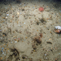 Image of anemones in sand and gravel sediment at Haisborough, Hammond and Winterton SAC, with hydroids and the hermit crab (Pagurus bernhardus) (© JNCC/NE/Cefas)