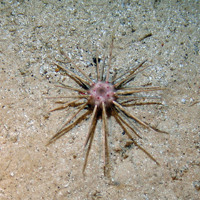 Close up of a pencil slate sea urchin (Cidaris cidaris) on sand at Hatton Bank SAC (©Crown Copyright)