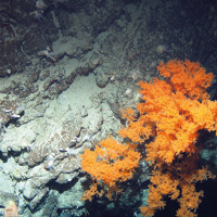 Image of black coral (Leiopathes sp.) on rock with sea cucumbers at Hatton Bank SAC (©Crown Copyright)