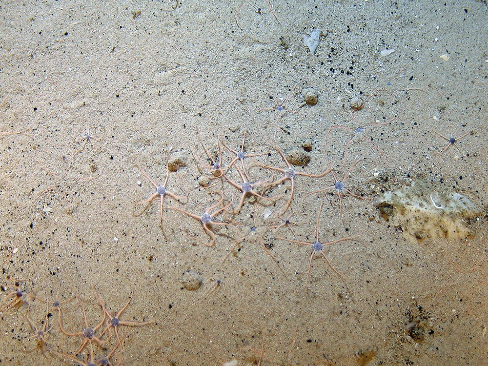 Image of brittle stars (Ophiuroidea) on sand at Hatton Bank SAC (©Crown Copyright)