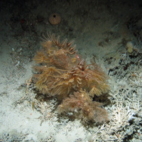 Image of feather stars (Crinoidea) on coral rubble at Hatton Bank SAC (©Crown Copyright)