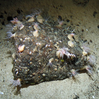 Various biota on a boulder on sandy sediment at Hatton Bank SAC (©Crown Copyright)