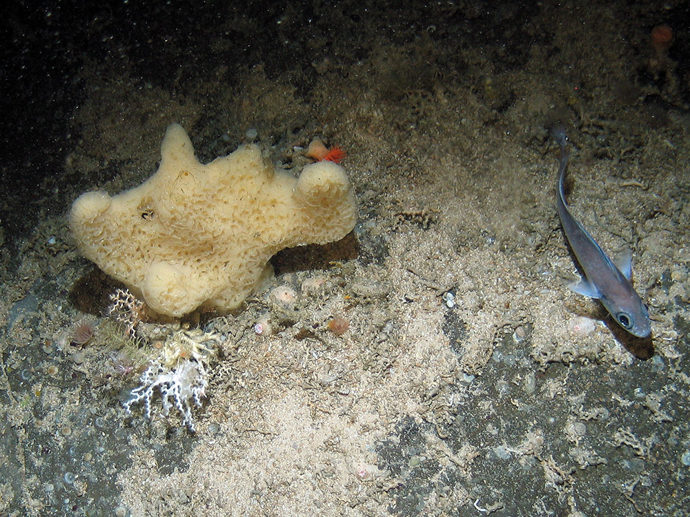 Close up of a sponge (Mycale lingua) and zig-zag coral (Madrepora oculata) on rock at Hatton Bank SAC (©Crown Copyright)