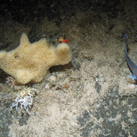 Close up of a sponge (Mycale lingua) and zig-zag coral (Madrepora oculata) on rock at Hatton Bank SAC (©Crown Copyright)