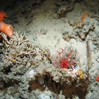 Close up of the seabed at Hatton Bank SAC showing a sea anemone, corals and a glass sponge (Hexatinellida) on sand with coral rubble (© Crown Copyright)