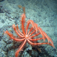 Close up of a brisingid starfish (Brisingida sp.) on rock at Hatton Bank SAC ©Crown Copyright