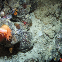 Image of the seabed at Hatton Bank SAC showing sea anemone (Phelliactis sp.), wire coral (Stichopathes sp.), sea cucumbers (Psolus squamatus) and the soft coral (Anthomastus grandiflorus) on boulders on coral rubble ©Crown Copyright