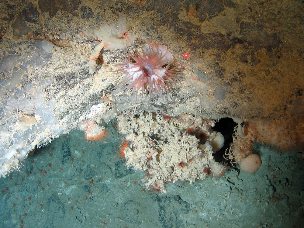 Image of an anemone (Anthozoa indet.), encrusting sponges, other sponges and small anemones and cup corals (Desmophyllum sp.) on rock at Hatton-Rockall Basin MPA © NOC