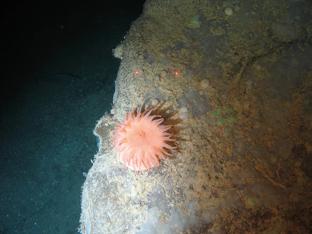 Close up of a deeplet sea anemone (Bolocera tuediae), encrusting sponges and other sponge species on rock at Hatton-Rockall Basin MPA © NOC