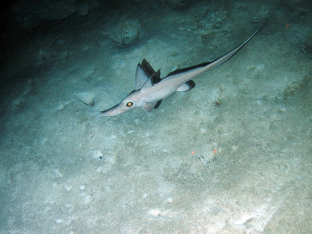 The chimaera (Rhinochimaera atlantica)