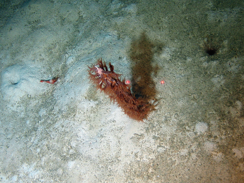 The sea pen (Kophobelemnon stelliferum)