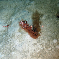 The sea pen (Kophobelemnon stelliferum)