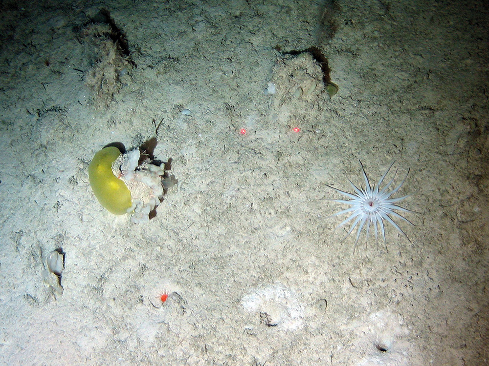 Green sponge (Porifera) and burrowing white anemone (Anthozoa) on soft sediment