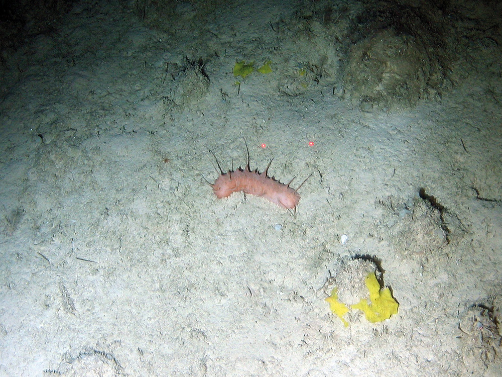 Spiny sea cucumber (Holothuroidea) and sponge (Porifera) on soft sediment