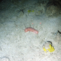 Spiny sea cucumber (Holothuroidea) and sponge (Porifera) on soft sediment