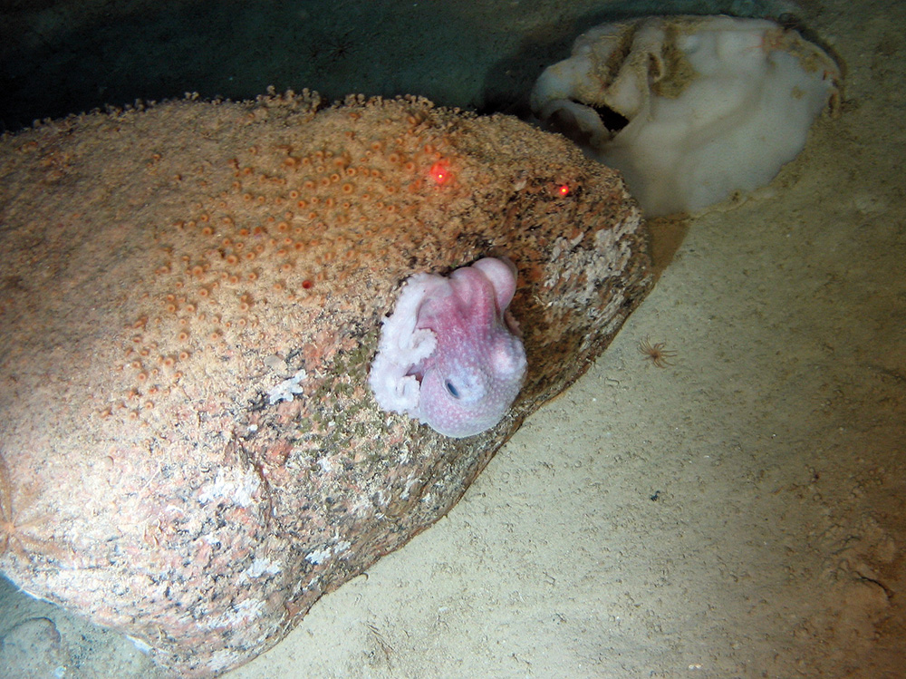 Boulder on sediment with Zoanthid anemones an octopus  (Octopodiformes) and a geodid sponge (Geodiidae)