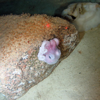 Boulder on sediment with Zoanthid anemones an octopus  (Octopodiformes) and a geodid sponge (Geodiidae)