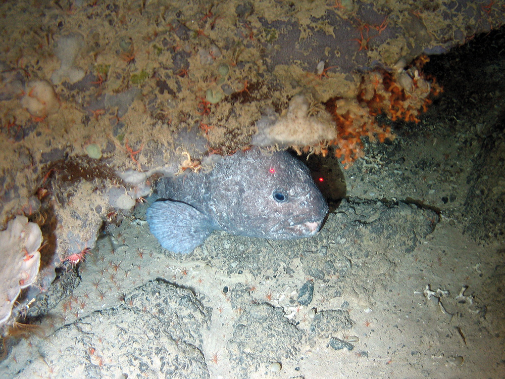 Wolf fish (Anarhichas lupus) under bedrock overhang