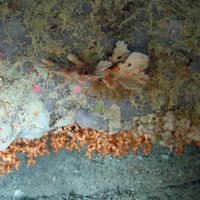 Edge of rock cliff with a Phakellia sponge with brittlestars, encrusting sponges and the zig zag coral (Madrepora oculataI)
