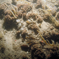 Finger bryozoan (Alcyonidium diaphanum) on rippled sand ©  JNCC/NE/Cefas (2011)
