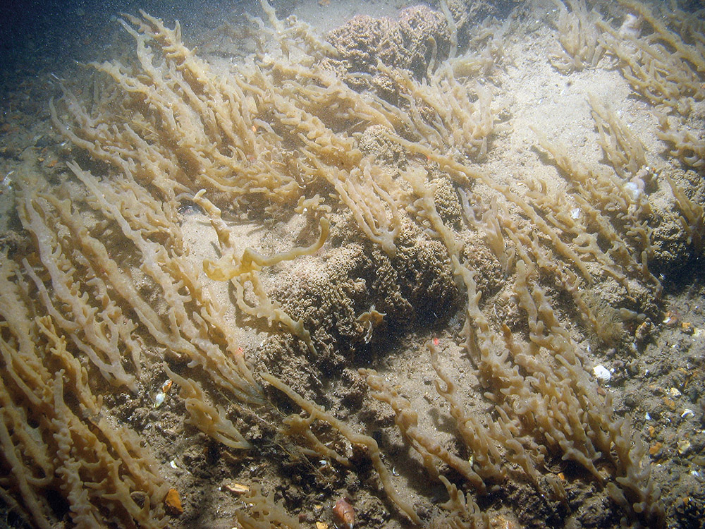 Close up of the seabed at Inner Dowsing, Race Bank and North Ridge SAC showing finger bryozoan (Alcyonidium diaphanum) colonies on a ross worm (Sabellaria spinulosa) reef ©JNCC/NE/Cefas 