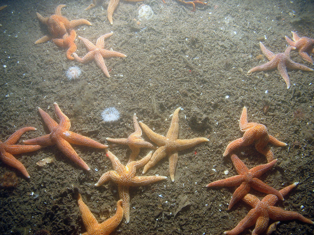 Common starfish (Asterias rubens) and elegant sea anemones (Sagartia elegans) with ross worm (Sabellaria spinulosa) and tube rubble on the seabed at Inner Dowsing, Race Bank and North Ridge SAC ©JNCC/NE/Cefas (2011)