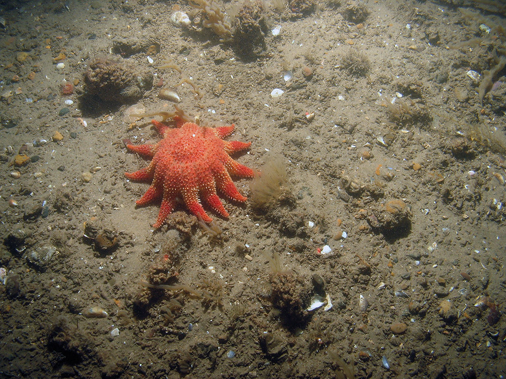 Close up of the seabed at Inner Dowsing, Race Bank and North Ridge SAC showing a common sunstar (Crossaster papposus) on sediment with ross worm (Sabellaria spinulosa) and tube rubble ©JNCC/NE/Cefas (2011)