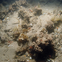 Image of the seabed at Inner Dowsing, Race Bank and North Ridge SAC showing ross worm (Sabellaria spinulosa) tube structures with the antenna hydroid (Nemertesia antennina) and horn wrack (Flustra foliacea) attached © JNCC/NE/Cefas (2011)
