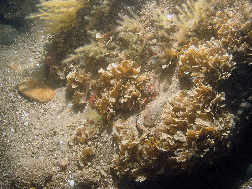 Image of the seabed at Inner Dowsing, Race Bank and North Ridge SAC showing antenna hydroids (Nemertesia spp.) and horn wrack (Flustra foliacea) attached to ross worm (Sabellaria spinulosa) biogenic reef ©JNCC/NE/Cefas (2011)