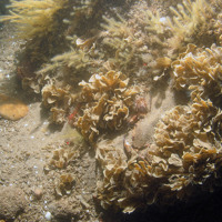 Image of the seabed at Inner Dowsing, Race Bank and North Ridge SAC showing antenna hydroids (Nemertesia spp.) and horn wrack (Flustra foliacea) attached to ross worm (Sabellaria spinulosa) biogenic reef ©JNCC/NE/Cefas (2011)