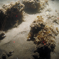 Tall ross worm (Sabellaria spinulosa) tube agglomerations and horn wrack (Flustra foliacea) on sandy sediment at Inner Dowsing, Race Bank and North Ridge SAC ©JNCC/NE/Cefas (2011)